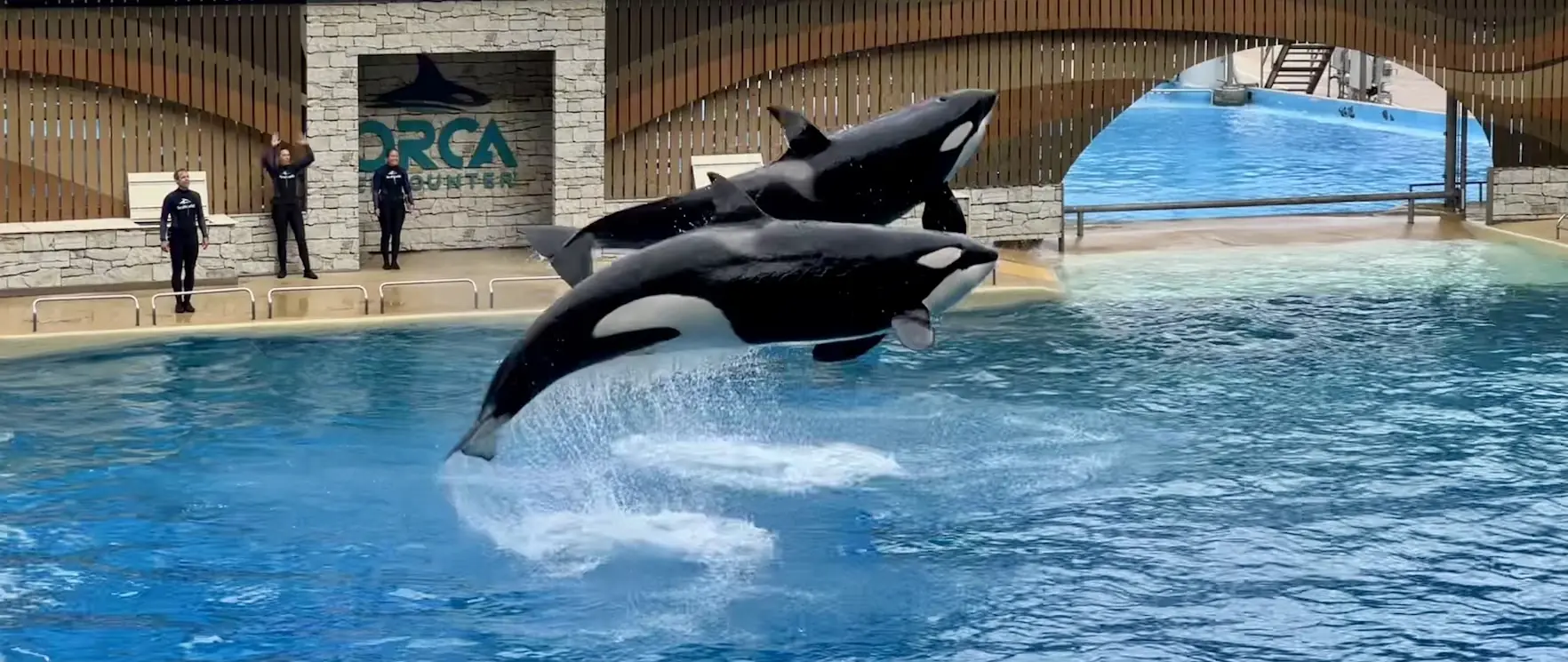 Two orcas leaping side by side at SeaWorld Orlando's Orca Encounter